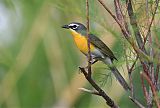 Yellow-breasted Chatborder=